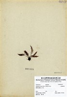 藏品(小葉鐵角蕨)的圖片